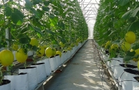 Nông nghiệp An Giang: “Hút” vốn đầu tư