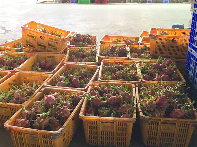 gia thanh long dang nhich len tung ngay nguon cung khong nhieu