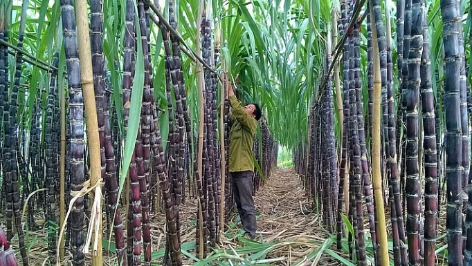 Cổ phiếu mía đường: Ngọt, nhạt khó đoán co phieu mia duong ngot nhat kho doan