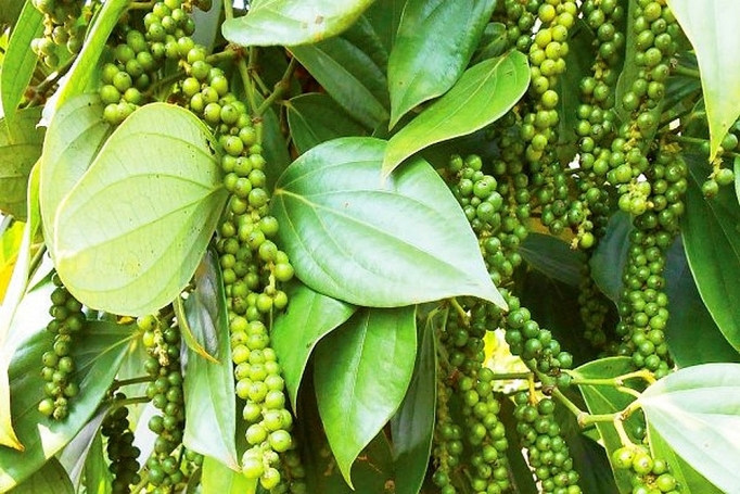 nhu cau xuat khau tiep tuc keo gia tieu tang