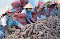 Khoai lang rớt giá, Vĩnh Long “cầu cứu” Trung ương