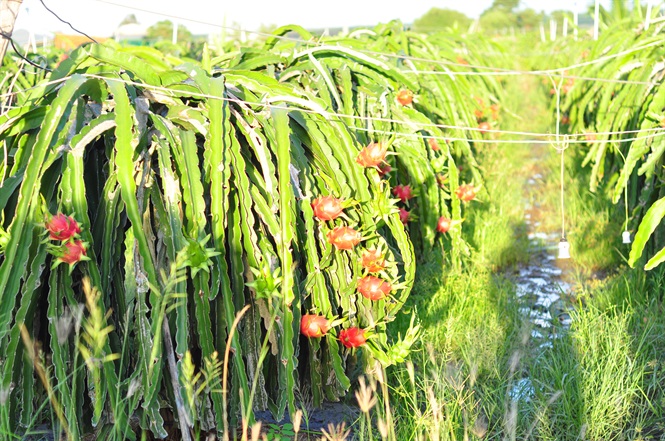 thanh long vietgap rong duong xuat khau
