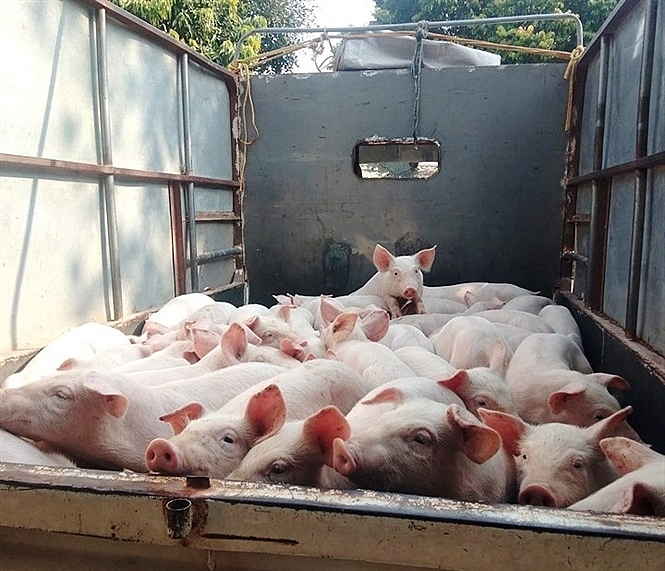 Lợn hơi chính thức cán mốc 60.000 đồng/kg lon hoi chinh thuc can moc 60000 dongkg