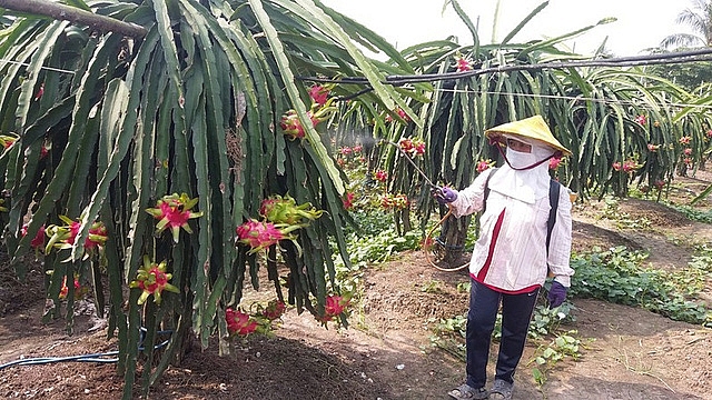 Thanh long “xuống dốc”, nhà vườn lao đao thanh long xuong doc nha vuon lao dao
