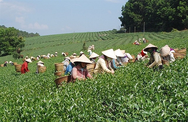 Giá chè xuất khẩu sang Trung Quốc tăng rất mạnh gia che xuat khau sang trung quoc tang rat manh
