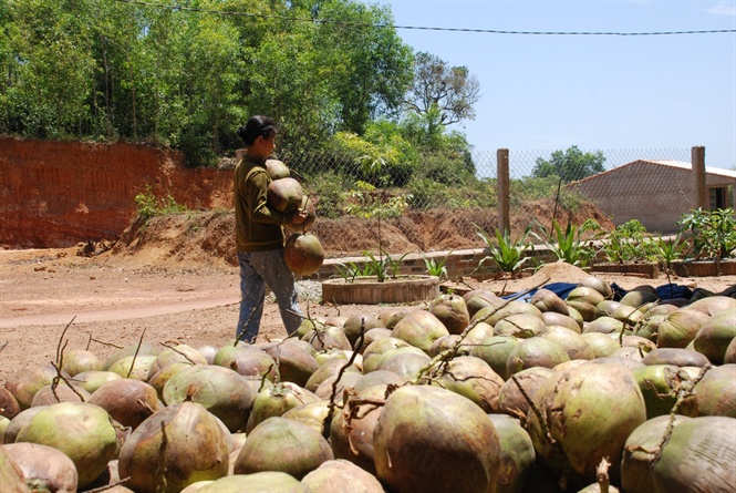 de gia dua binh dinh khong le thuoc vao trung quoc