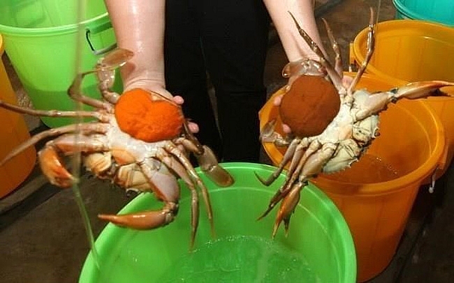 Nông dân Trà Vinh vào vụ thu hoạch cua biển nuôi, giá cao nong dan tra vinh vao vu thu hoach cua bien nuoi gia cao