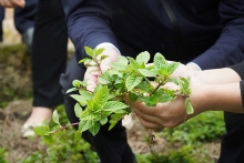 Xuất khẩu thạch đen: Trị giá nhỏ, triển vọng bứt phá lớn