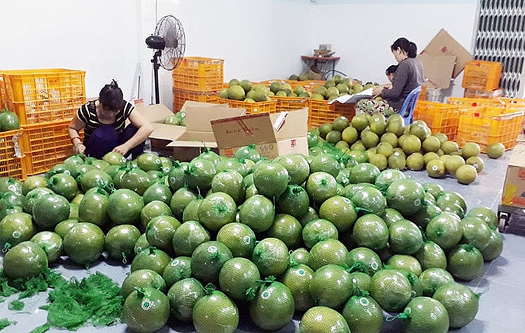 Giá bưởi da xanh loại 2 bán tại vườn hiện chỉ còn 6.000 - 7.000 đồng/kg Giá bưởi da xanh loại 2 bán tại vườn hiện chỉ còn 6.000 - 7.000 đồng/kg