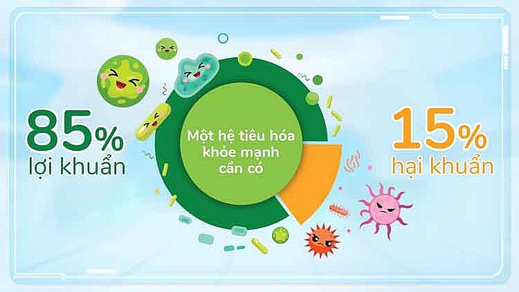 Đường ruột khỏe mạnh khi có 85% là lợi khuẩn và 15% là hại khuẩn