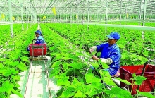 Thênh thang cơ hội xuất khẩu nông sản hữu cơ