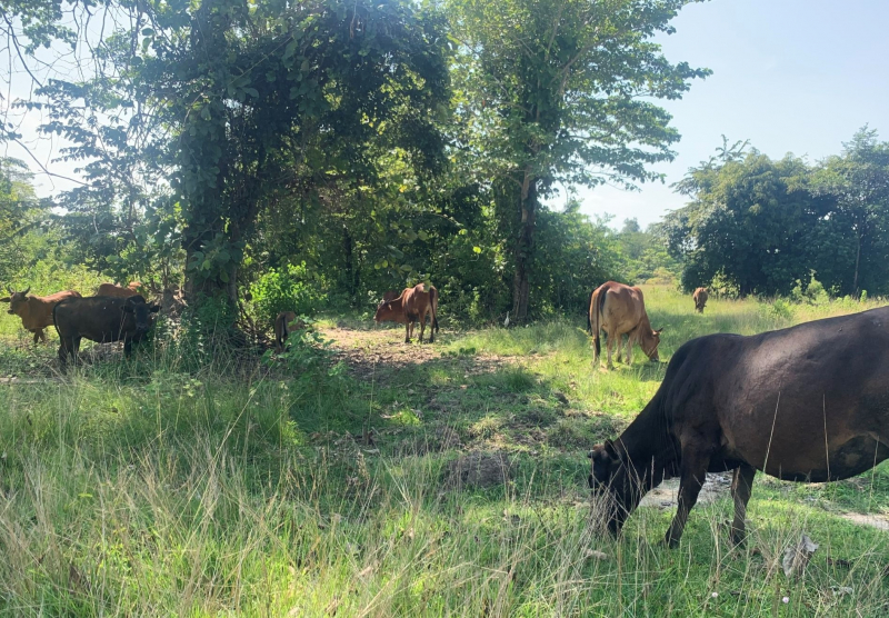 Nguyên Bí thư Tỉnh ủy Đắk Lắk nói gì khi tháo dỡ trang trại trong khu bảo tồn? -0