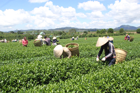 Chè Lâm Đồng đạt tiêu chuẩn xuất khẩu sang Châu Âu, Đài Loan