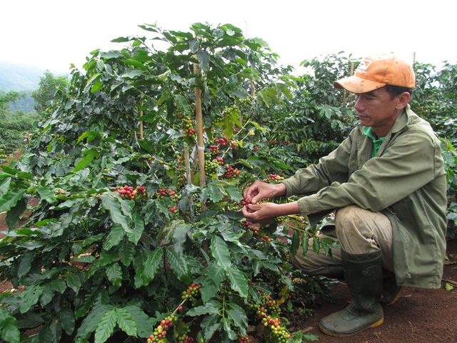 Người dân bắt đầu bước vào vụ thu hoạch cà phê