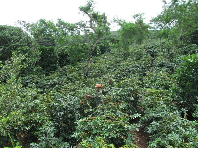 Huyện Hướng Hóa là vùng chuyên canh cà phê lớn của khu vực miền Trung