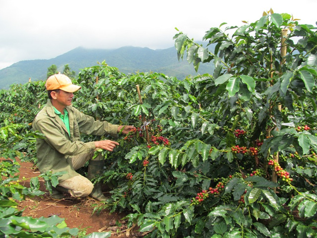 Đầu vụ nhưng cà phê được giá khiến người dân phấn khởi