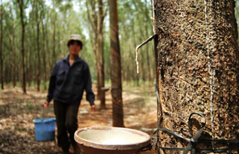 gia-cao-su-phuc-hoi-giup-doanh-nghiep-thoat-canh-ban-vuon