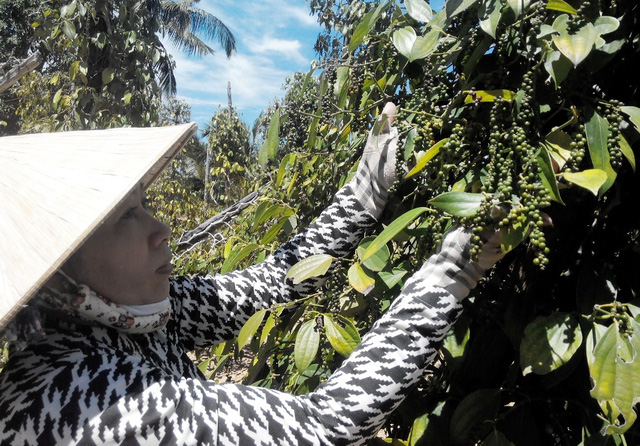 Phú Quốc định hướng và đề ra chỉ tiêu phát triển và giữ vững diện tích tiêu 520 ha, với sản lượng 1.220 tấn/ năm