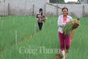 Nghệ An: Con đường nông sản - Thiếu sợi dây liên kết \
