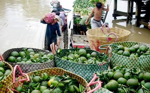 Tại Trà Vinh, cam sành loại I được thương lái mua tại vườn từ 7.000 - 8.000 đồng/kg (ảnh minh họa: KT)