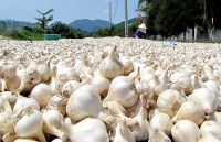 Bất lực bảo vệ thương hiệu tỏi Lý Sơn