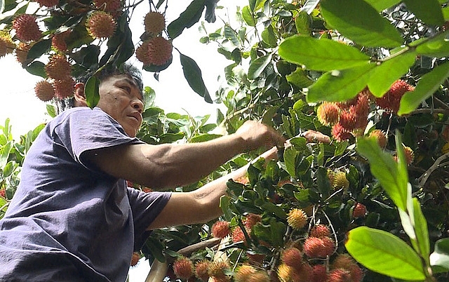 Trồng chôm chôm nghịch mùa, nông dân phấn khởi vì giá cao trong chom chom nghich mua nong dan phan khoi vi gia cao