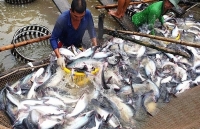 Giá cá tra tăng đột biến