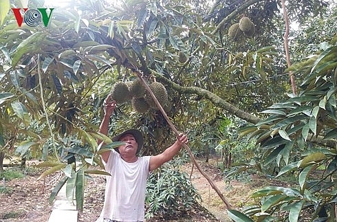 Thương lái ngừng mua trái sầu riêng, nhà vườn “kêu cứu” thuong lai ngung mua trai sau rieng nha vuon keu cuu