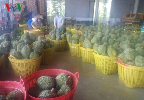 Thương lái ngừng mua trái sầu riêng, nhà vườn “kêu cứu” thuong lai ngung mua trai sau rieng nha vuon keu cuu