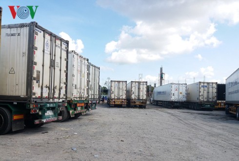 Thương lái ngừng mua trái sầu riêng, nhà vườn “kêu cứu” thuong lai ngung mua trai sau rieng nha vuon keu cuu