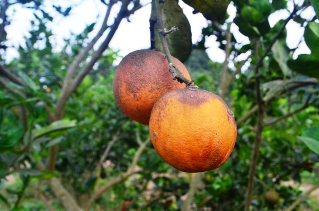 Cam rụng hàng loạt, người dân lao đao vì thất thu cam rung hang loat nguoi dan lao dao vi that thu