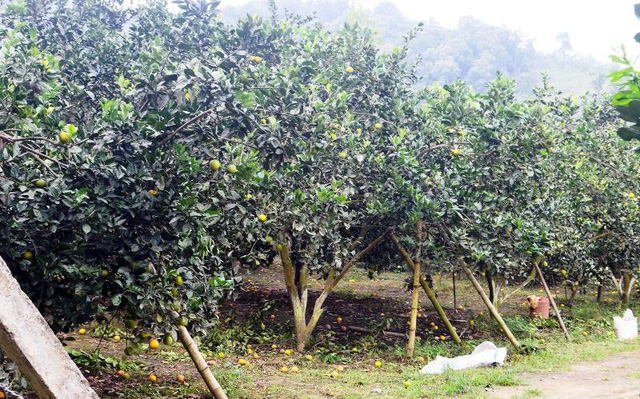 Cam rụng hàng loạt, người dân lao đao vì thất thu cam rung hang loat nguoi dan lao dao vi that thu