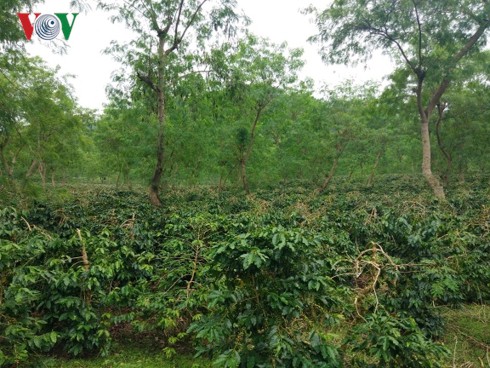 Điện Biên: Người dân Mường Ảng vẫn lao đao vì cà phê mất mùa, mất giá dien bien nguoi dan muong ang van lao dao vi ca phe mat mua mat gia