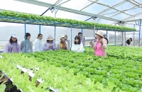 Phát triển chuỗi giá trị nông nghiệp: Doanh nghiệp giữ vai trò chủ đạo