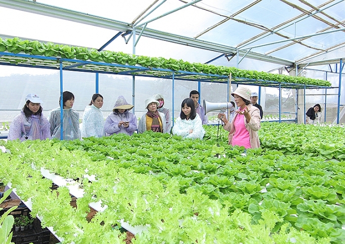 Phát triển chuỗi giá trị nông nghiệp: Doanh nghiệp giữ vai trò chủ đạo phat trien chuoi gia tri nong nghiep doanh nghiep giu vai tro chu dao