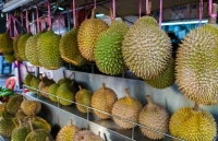 sau rieng rot gia nha vuon keu troi