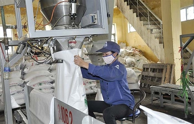 Đấu giá hạn ngạch nhập 98.000 tấn đường dau gia han ngach nhap 98000 tan duong