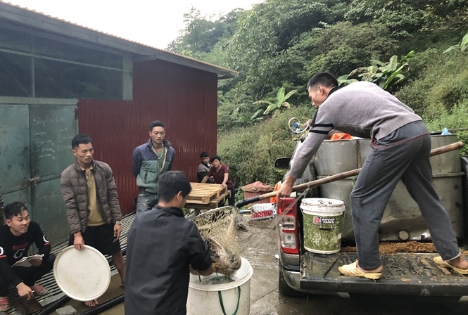 thi truong ca hoi ca tam o lao cai khong lo e ca trung quoc canh tranh