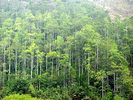 Triển khai Hiệp định thực thi lâm nghiệp, quản trị rừng và thương mại lâm sản trien khai hiep dinh thuc thi lam nghiep quan tri rung va thuong mai lam san