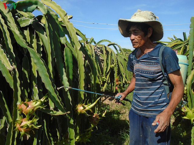 Giá thanh long nghịch vụ xuống thấp, nông dân đứng ngồi không yên gia thanh long nghich vu xuong thap nong dan dung ngoi khong yen