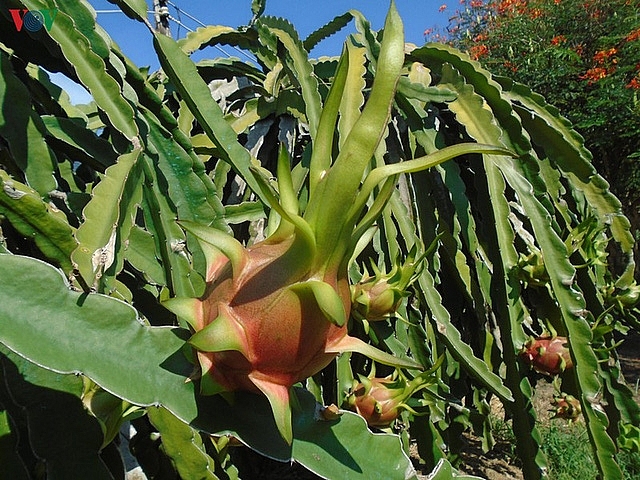 Giá thanh long nghịch vụ xuống thấp, nông dân đứng ngồi không yên gia thanh long nghich vu xuong thap nong dan dung ngoi khong yen