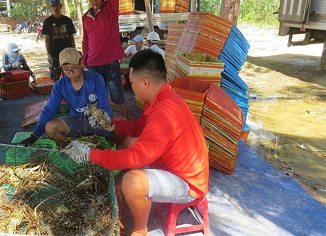 nuoi tom hum niem vui dan tro lai