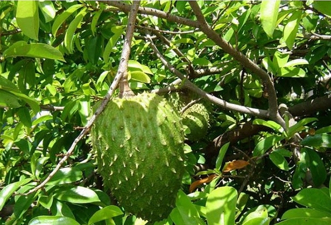 Mãng cầu xiêm đầu vụ giá cao, nhà vườn phấn khởi mang cau xiem dau vu gia cao nha vuon phan khoi