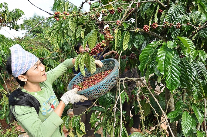 xuat khau nong san thay doi tu duy cu