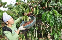 Xuất khẩu nông sản: Thay đổi tư duy cũ