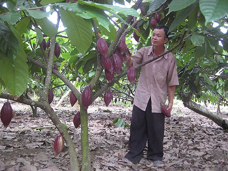 5415-cic-voi-tham-vong-dan-dat-nganh-hang-ca-cao-viet-nam-1