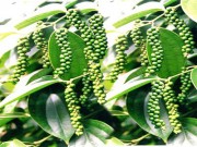 Hồ tiêu Việt - Thời cực thịnh sắp qua?