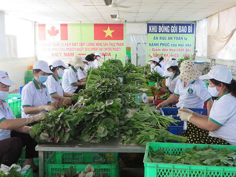 Sơ chế đóng gói rau tại HTX Phước An. Ảnh: QH