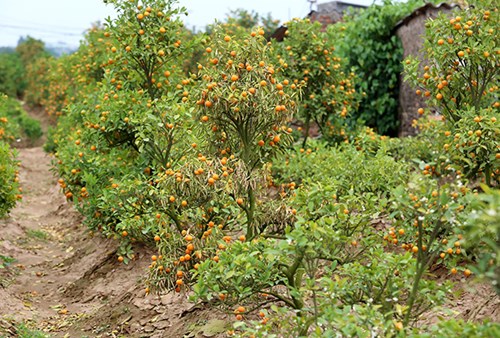 Nhiều nhà vườn phải chặt bỏ cây do quả chín, lá úa