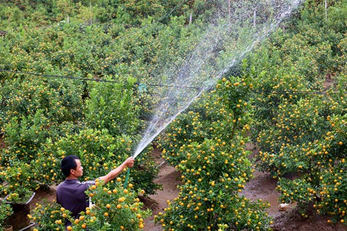 2 vợ chồng chị Đào thay nhau theo dõi cây để đảm bảo cây chín vừa đúng dịp Tết